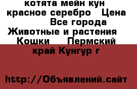 котята мейн кун, красное серебро › Цена ­ 30 - Все города Животные и растения » Кошки   . Пермский край,Кунгур г.